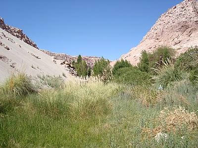 OASIS DANS LE DESERT D'ATACAMA