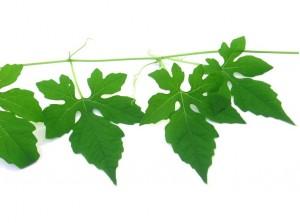 Acide Alpha lipoïque