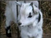 Petit Plaisir Jeudi décembre 2010