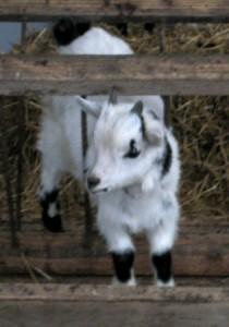 Petit Plaisir du Net : Jeudi 16 décembre 2010