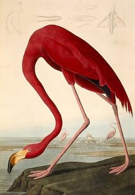 Birds Of America, John James Audubon: le livre le plus cher du monde