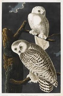 Birds Of America, John James Audubon: le livre le plus cher du monde