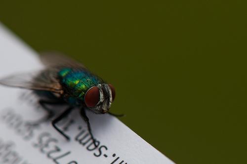 Mes photos – Mouche de livre