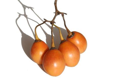 Solanum quitoensis xl