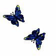 papillons-13