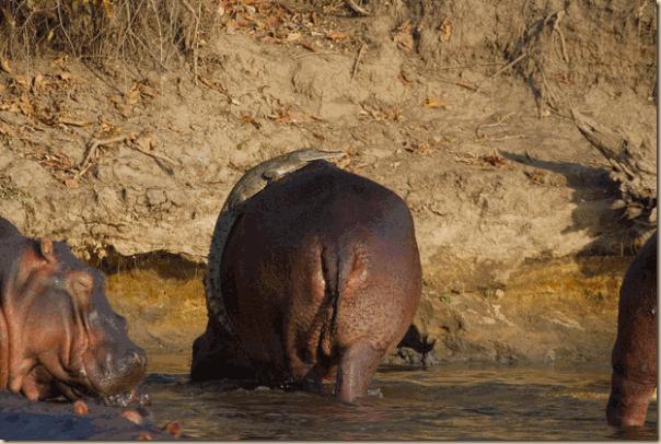 Un crocodile prend des risques et monte sur le dos d'un Hippopotame.