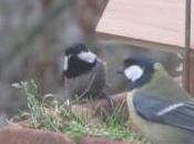 Observations ornithologiques