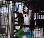 vidéo perroquet chante bodies drowning pool