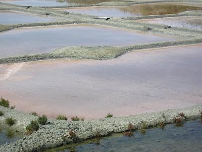 La Fleur de sel.    La fleur de sel est la mince couche d...