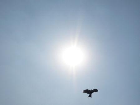 aigle_new_delhi_eagle_india_inde