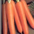 Avantages Bienfaits carottes pour santé