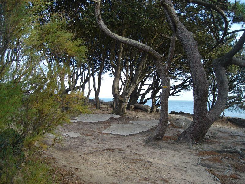 Avec sa fougue végétale (Jean-Baptiste Besnard)