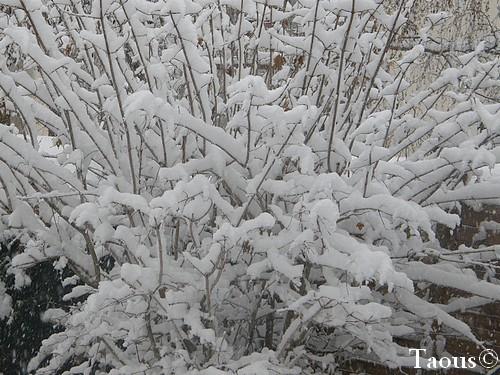 Rochers Chocolat au coeur coco