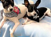 Vers jailbreak iPhone 4.2.1 Untethered Comex...