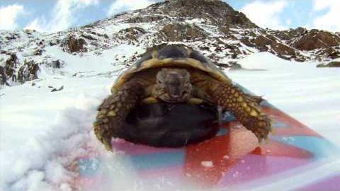 tortue_actimel