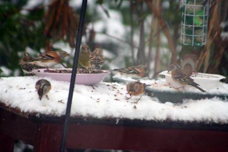 Les troupeaux de pinsons oiseaux dessus 19 déc 2010 031.jpg