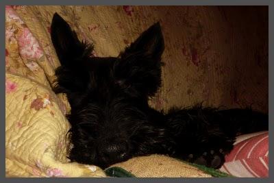 Je me fais rare en ce moment car comme beaucoup d'entre n...