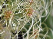 Clematis vitalba, fructification