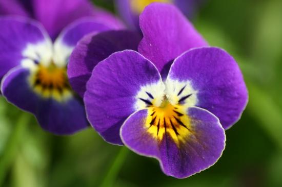 Les violettes (Yaba)