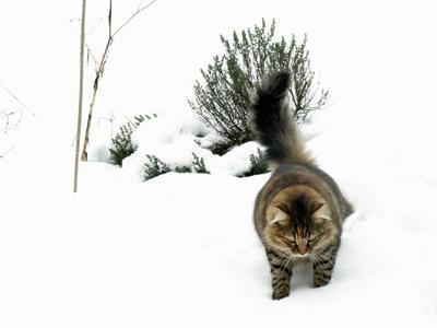 bento carte postale de Finlande bento carte postale de Finlande