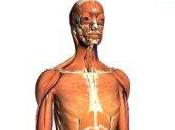 Google Body Browser: Explorer corps humain