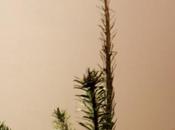 histoire d’étoile