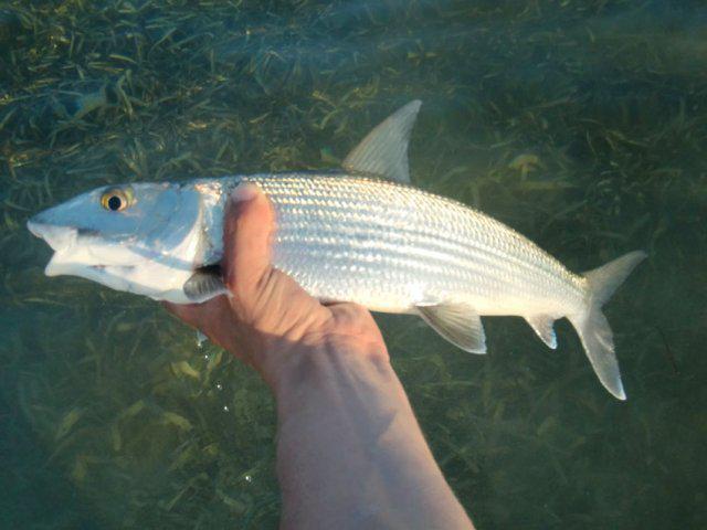 VILMO IN BELIZE – GONZO FISHING SUCKS