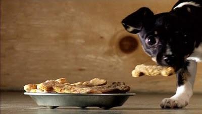 Guide cadeaux - pour votre pitou adoré