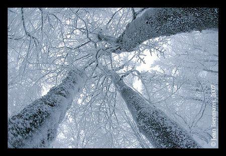 arbre_neige
