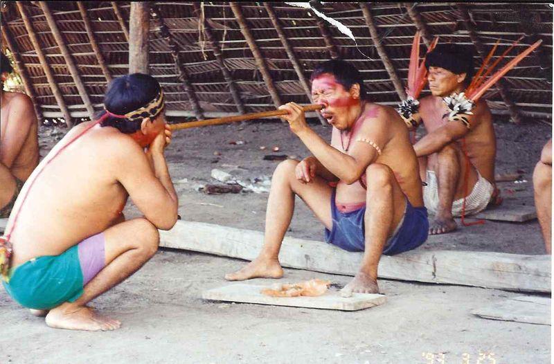 Yanomamo taking yopo