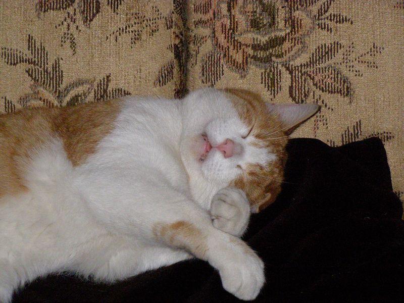 Sans oublier pour autant (Shabkar)