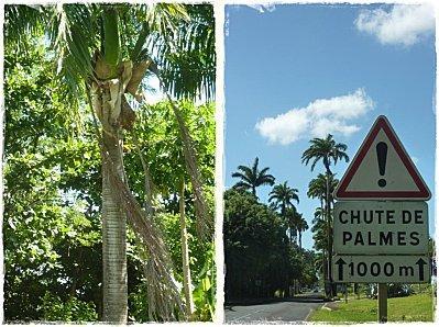 chute de palmes