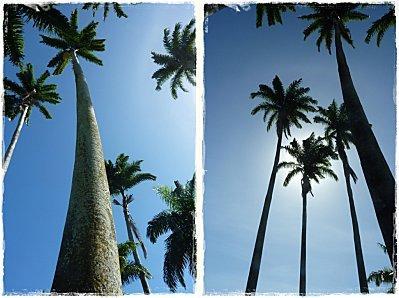 palmiers royaux