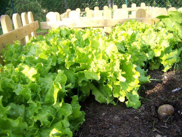 Une salade (René de Obaldia)