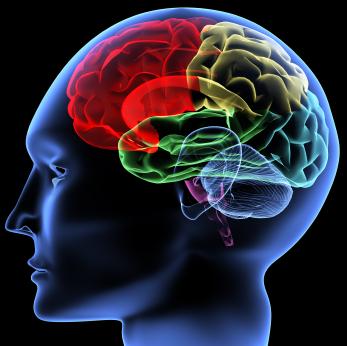 quels sont les différentes exercices pour le cerveau?