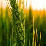 Agriculture biologique  : le  gouvernement avance-t-il à reculons ?
