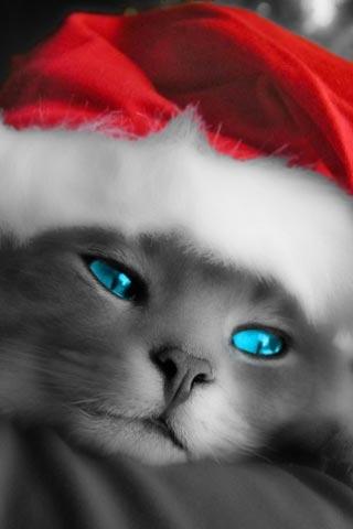 iPhone-France vous souhaite un Joyeux Noël !