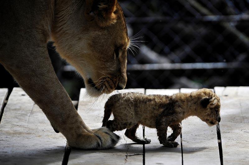 Ce lionceau de trois semaines marche aux cotés de sa mère, dans le zoo de Cali, en Colombie, lundi 20 décembre. 