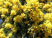 Coup coeur l’odeur mimosas