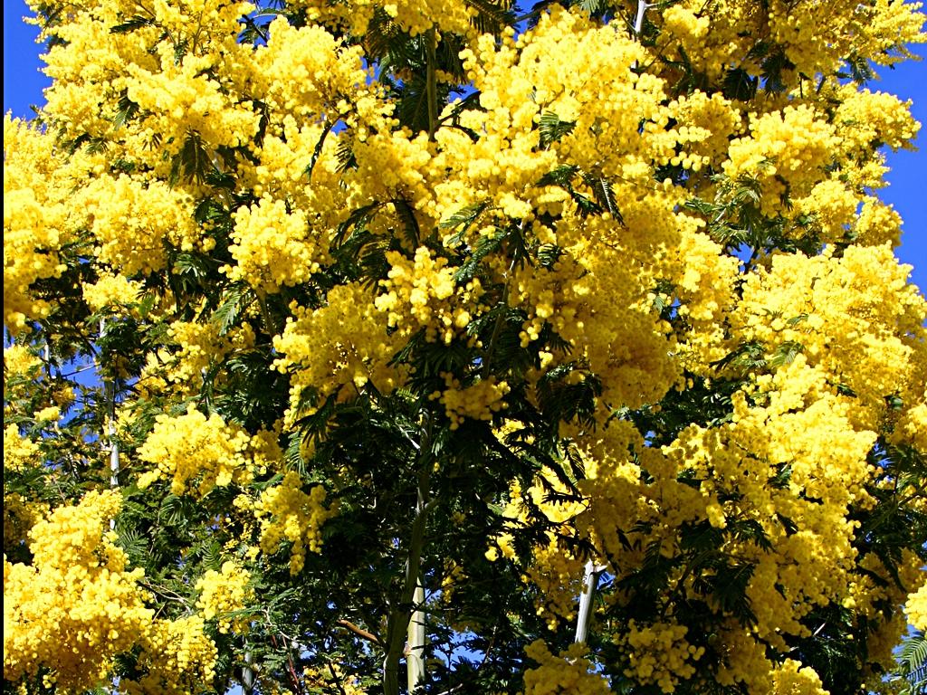 Coup de coeur à l’odeur de mimosas