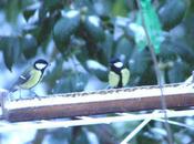 oiseaux neige