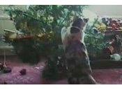 Bêtisier Noël home videos