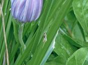 Décembre 2010 couleurs pastelles prennent relais !...