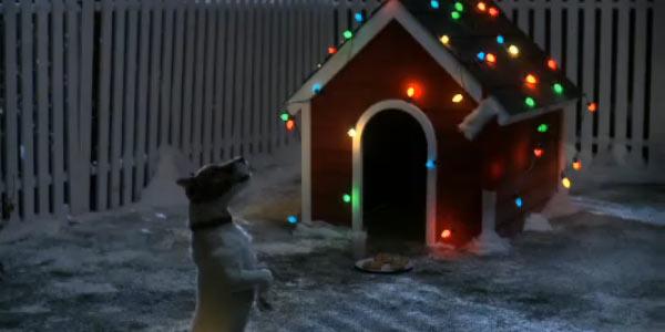 Chien attendant le Père Noël