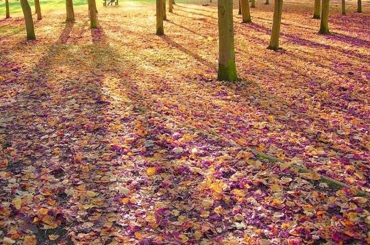 Feuilles mortes (Guillevic)