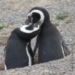 The love pingouins