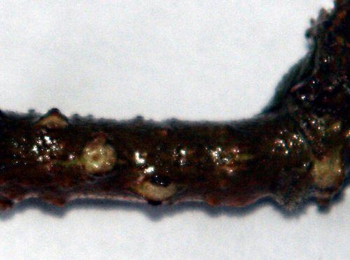 palmensis racines rec veneux 28 déc 2010 pp 009.jpg