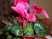 Cadeaux pensées(merci tous toutes)