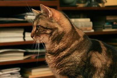 Loucy, cé Nouël ! (*)