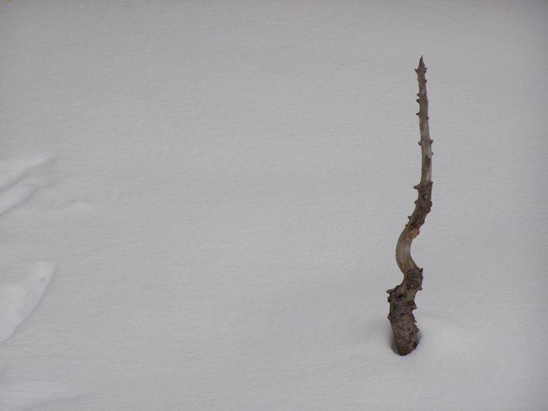 La neige blanche, blanche mange les yeux à faire mal (Ossip Mandelstam)